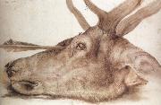 Albrecht Durer The Head of a stag Killed by an arrow Spain oil painting reproduction